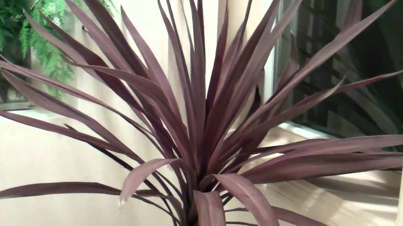 cordyline australis YouTube
