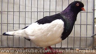 Pigeons Culbutant pie à bec clair - Old German Magpie Tumbler Pigeon - Elsterpurzler Tauben