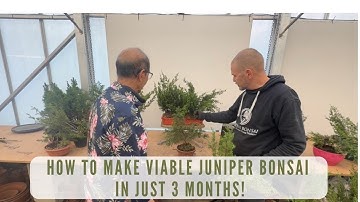 How to Create Viable Juniper Bonsai in Just 3 Months