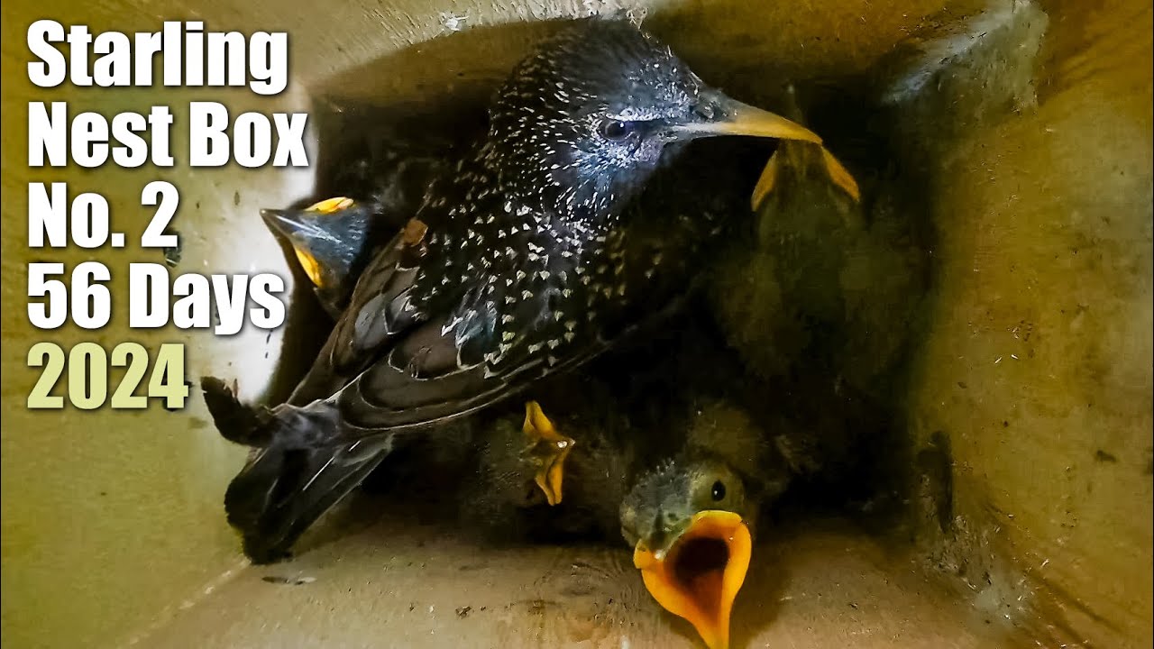 Starling Nest Box No. 2, 56 Days, Four Chicks Successfully Fledged [ Latvia ] [ 2024 ]