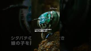シタバチ 王座の攻防 | ナショジオ