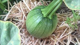 Growing Pumpkins 2016 - Part 13
