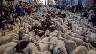 Ellepték a juhok Madrid utcáit