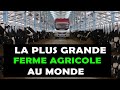 Agriculture voici comment la plus grande ferme agricole au monde est incroyable mega ferme