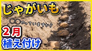 【第9回】ジャガイモ栽培！2月の寒い時期の"植え付け"のコツ【家庭菜園】