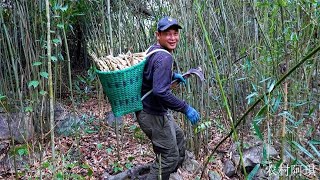 大雨过后山上金竹笋疯长，阿琪一会就拔了满满一背篓，大丰收了【农村阿琪】