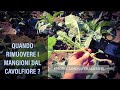 Quando Lasciare i Mangioni del Cavolfiore