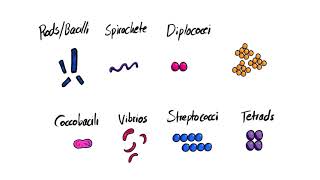 Classification, identification and nomenclature of microorganisms