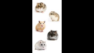 5 Popular Pet Hamsters | Pet Hamster Breeds | In English #pethamsters #hamsters #cuteanimals