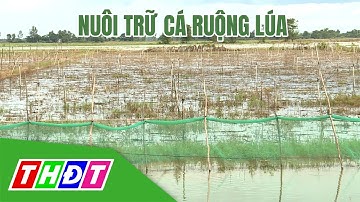 Nuôi trữ cá ruộng lúa | Khuyến nông - 19/10/2021 | THDT