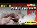 Khargosh Matting Ke Kitne Din bad Bachhe Deta He ll Rabbit Pregnancy period ll Unnati Rabbit Farm