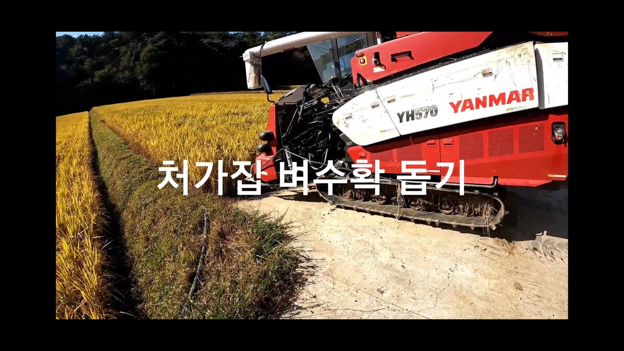 처가집 벼베기작업 장인어른 콤바인 벼수확 일손 돕기 combine