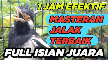 BURUNG JALAK GACOR FULL ISIAN TERBAIK paling AMPUH buat MASTERAN PANCINGAN SEMUA JALAK