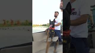 Bu Köpeğin Adamı Parçalamasi Tek Komuta Bakıyor Sinirden Minderi Isırdı Öpek