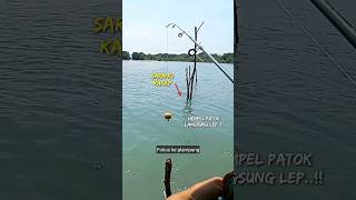 Ngeriih..!! Nempel patok langsung lep disambar kakap #mancing #kakapputih #barramundi