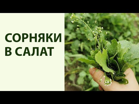 Видео: Сорняки которые можно есть. 11 съедобных трав на участке