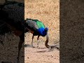 Wild Peacock Fights Snake in Epic Showdown!