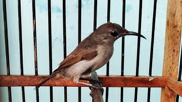 SUARA KOLIBRI NINJA BETINA - Terapi AMPUH Atasi KONIN BISU Agar Cepat GACOR Ngobra Bongkar isian
