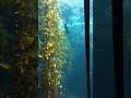 California Science Center Aquarium