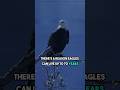 Be like the Eagle, Sigma of the sky #sigmarule #stoicdiscipline #motivation #americanindian