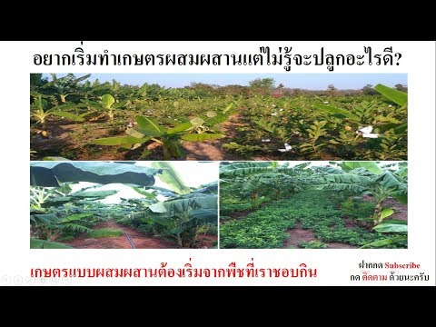 อยากทำเกษตรแบบผสมผสานแต่ไม่รู้จะเริ่มปลูกอะไรดี? มาฟังจากประสบการณ์จริงครับ