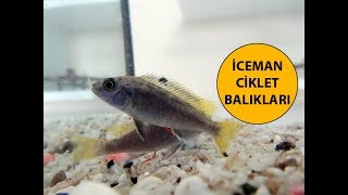 İceman Ciklet Balıkları Bakımı Cinsiyet Ayrımı