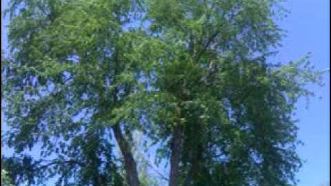 Sprint HTC Hero Video Test