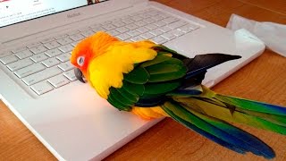 Говорящие поющие попугаи - Funny parrots - Попугаи приколы(Говорящие поющие попугаи - Funny parrots - Попугаи приколы ====== Ссылка на видео: https://youtu.be/LgH94vl5NOg ======= ПОДПИШИСЬ..., 2016-03-15T16:14:41.000Z)