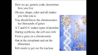 DNA SONG MR PARR CTTO