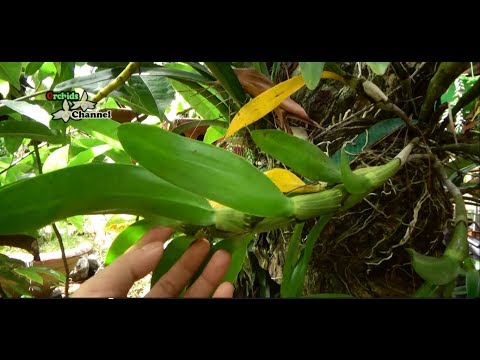 cách trồng phong lan kim điệp - hướng dẫn trồng lan kim điệp - How to plant Dendrobium chrysotoxum | Foci