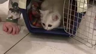 Котик Джеральд приехал в Омск! Первая встреча с семьей! Котик Джеральд приехал в Омск! Первая встреча с семьей!