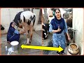 महिला की इस गाय की पूरी मिलकिंग+दूध बढ़ाने का फार्मूला |Milking+Diet Plan