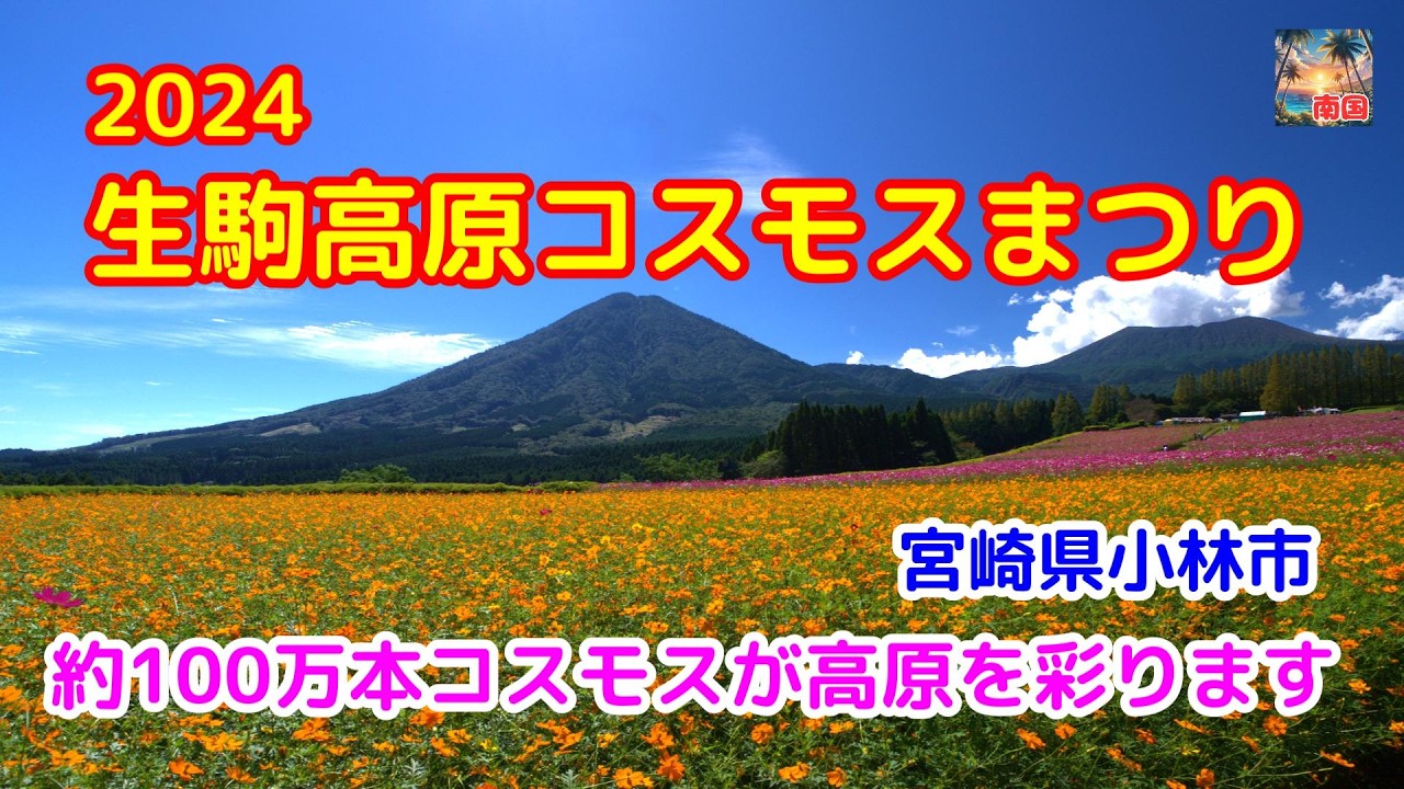 【宮崎観光】2024生駒高原コスモスまつり　今年の花はいつもと違う？　宮崎の風景　散歩　旅行