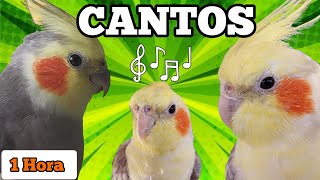 CANTOS de CALOPSITAS - Assobios variados de calopsitas cantando (1 hora de cantos de calopsitas)