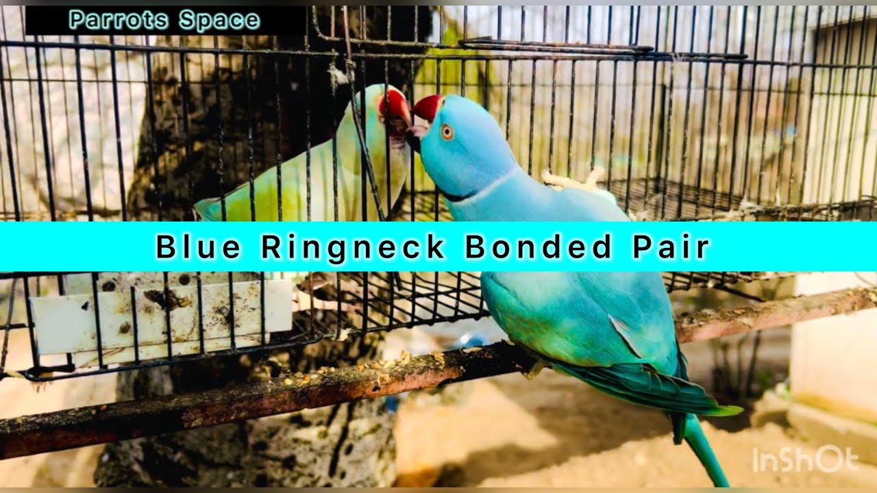 Blue Ringneck Parrot bonded Pair sign | Ringneck Parrots breeding sign |