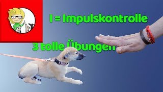 I = Impulskontrolle beim Hund  3 tolle Übungen + Tipps!