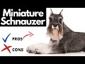 Miniature Schnauzer Pros And Cons | The Good AND The Bad!! の動画、YouTube動画。