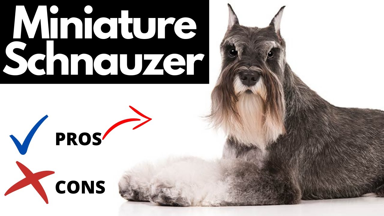 Are Miniature Schnauzers High Maintenance?