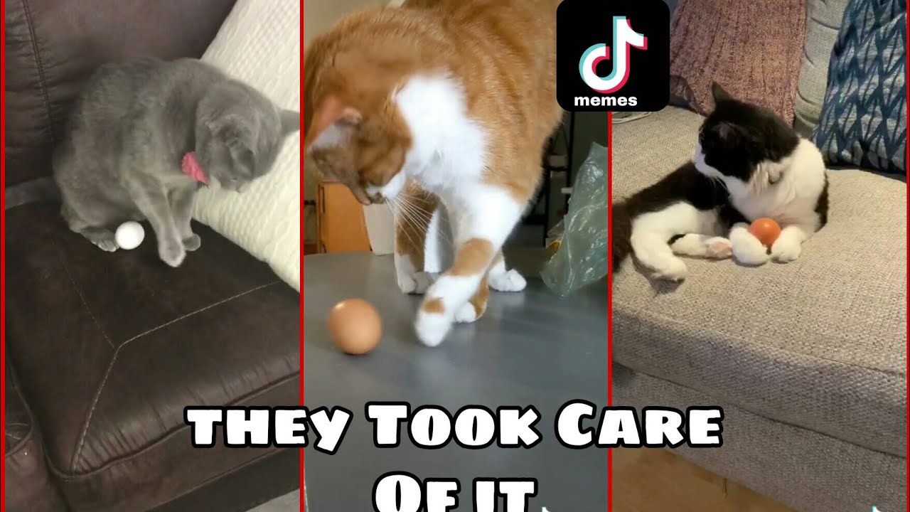 I Heard if you give a Cat an egg They will Protect It Tiktok