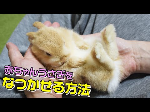 うさぎの赤ちゃんをなつかせる方法！