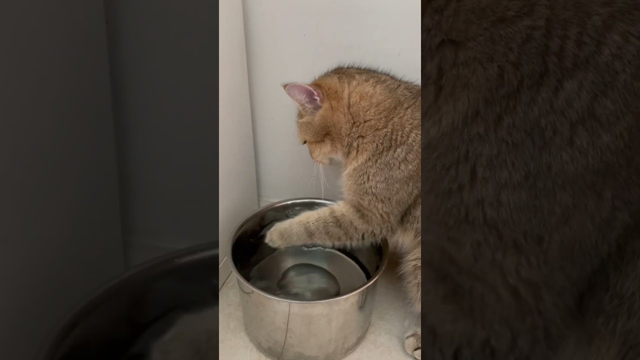 Cat cleaning his paw