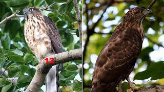 20211129大安紅12與母小鷹練功 The Daan Young Hawks