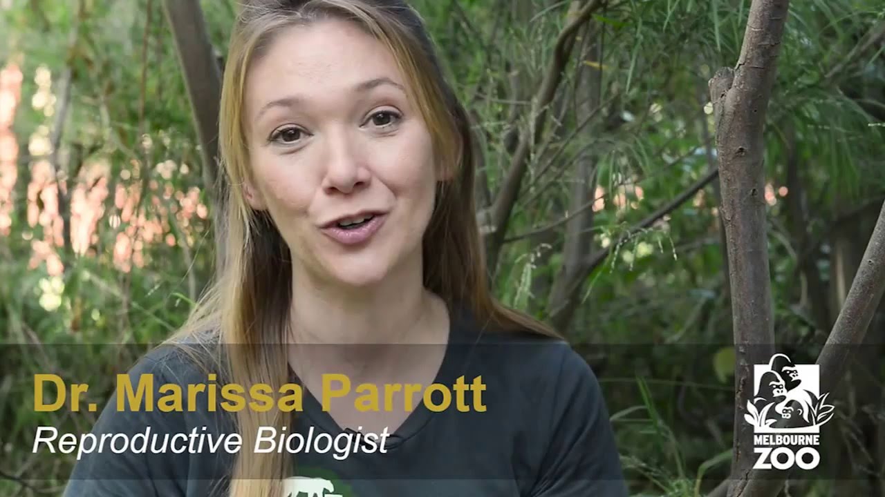A Day in the Life of Zoo Researcher Dr. Marissa Parrott
