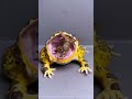 Big Frog Vs Crab Shorts Trending Viralvideo Viral