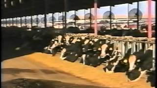 Meet the Real Dairy Producers - Dairy farms in the US