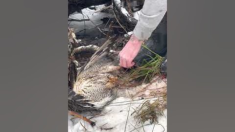 Must See Red Tail Hawk Caught In Animal Trap