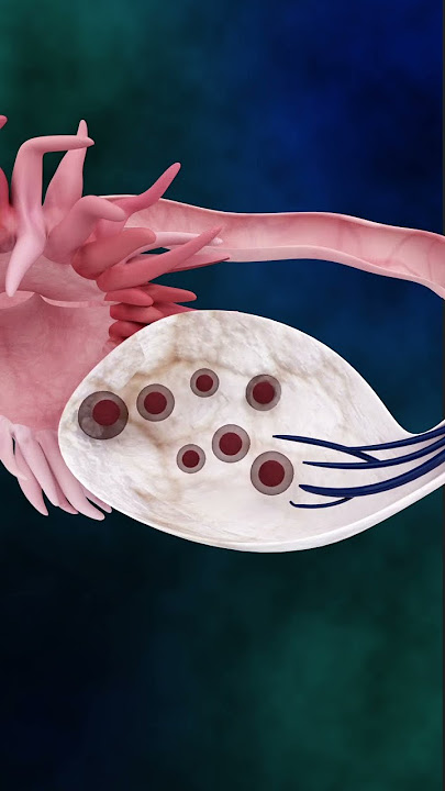 Woman menstrual cycle 3d animation I Woman periods cycle #short #ytshorts - creatviveleaning3d