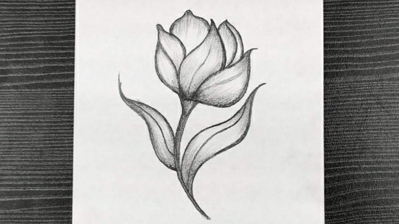 Pin by creative world on creative world | Flower drawing, Easy drawings, Easy  flower drawings