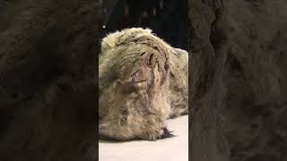Найдены Останки Доисторических Пещерных Львов!#Находка #Новости
