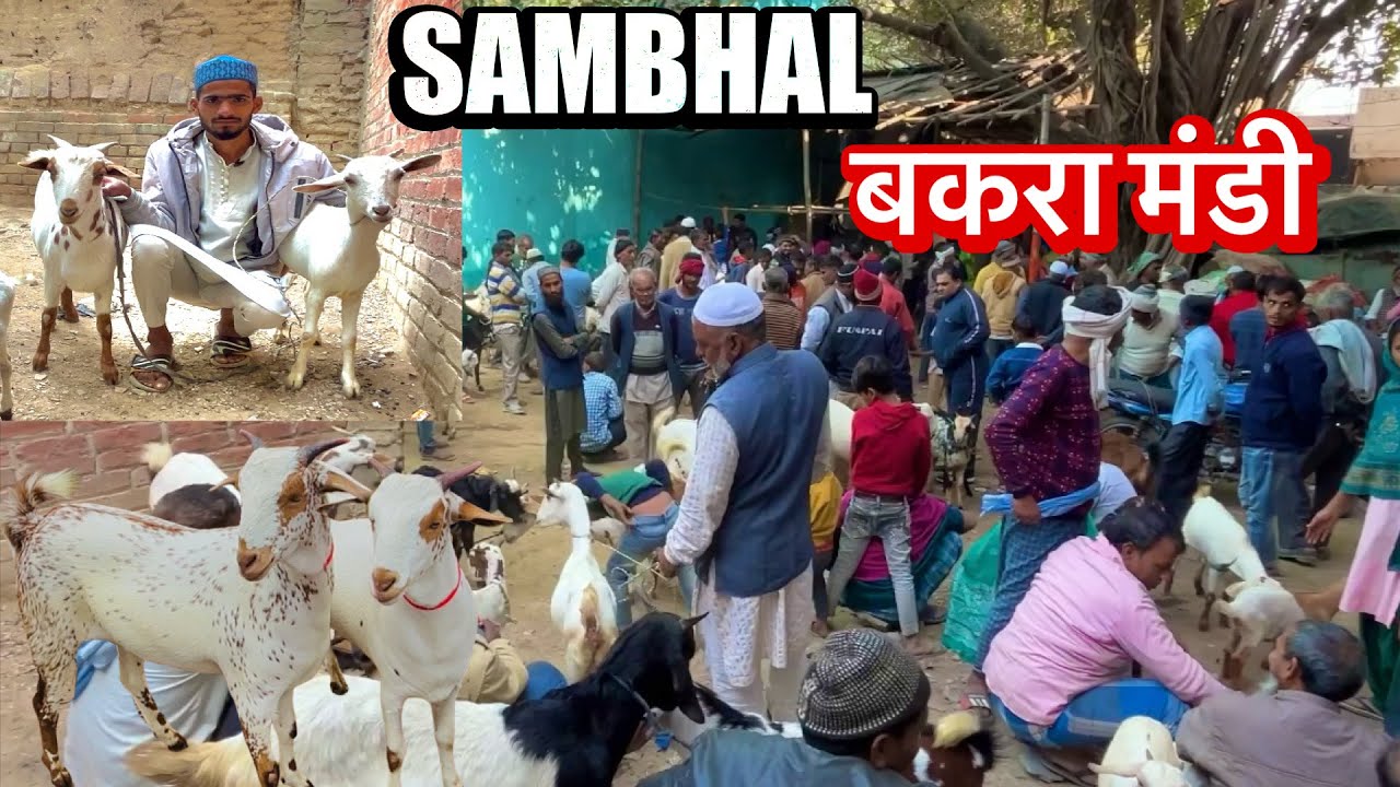 संभल सराय तरीन बकरा मंडी || Sambhal Sarai Tarin Bakra Mandi UP